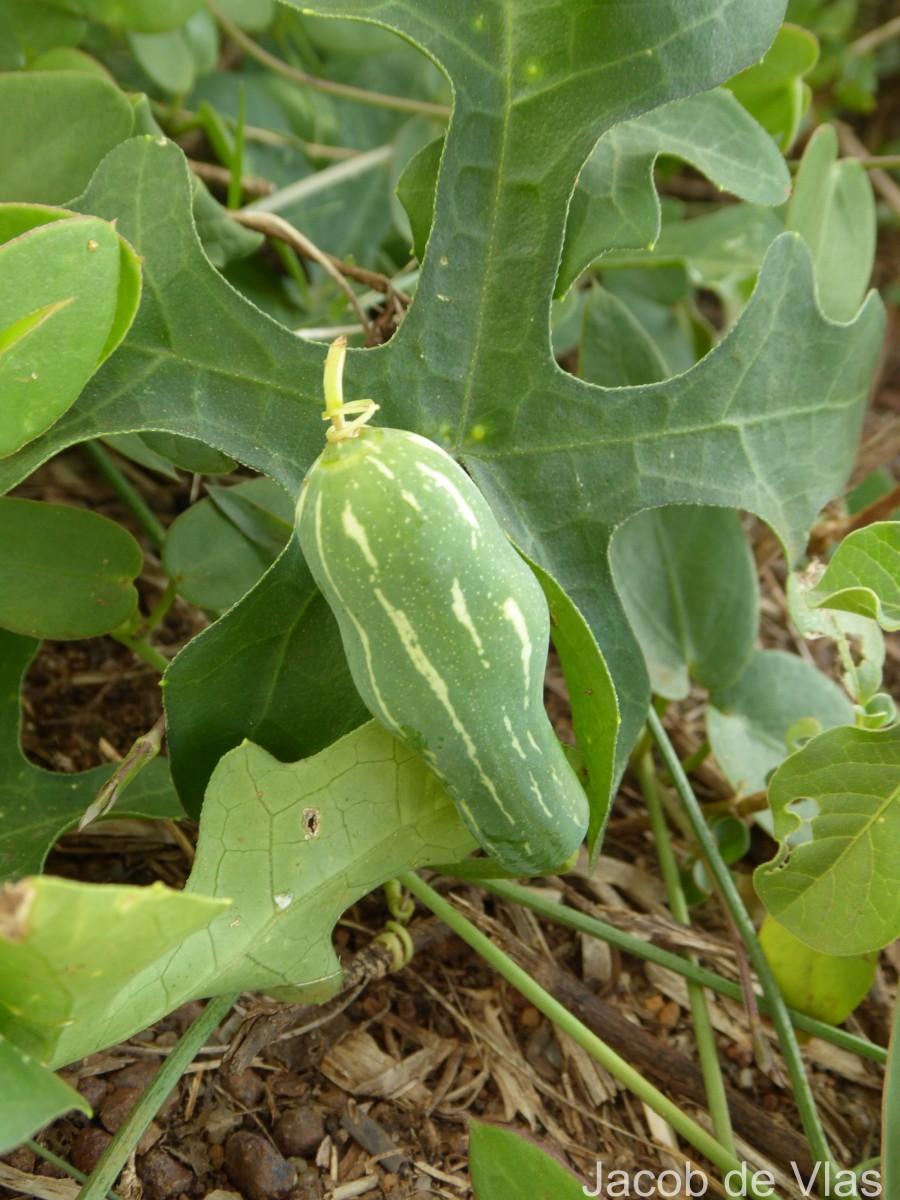 Coccinia grandis (L.) Voigt